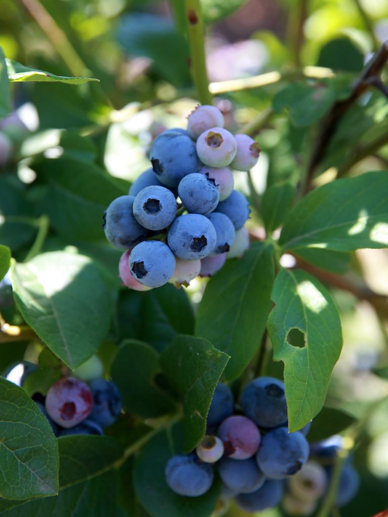 Tuckerberry Hill farm gets ready for hordes of berry pickers | The ...