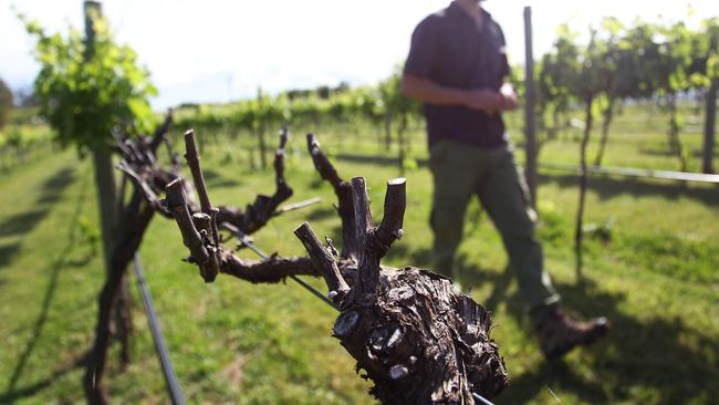 The Australian wine exports will be slapped with tariffs of up to 212 per cent by China. Picture: Lisa Maree Williams/Getty Images