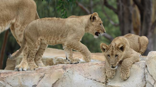 The lions playing together. Photo: Taronga Western Plains Zoo