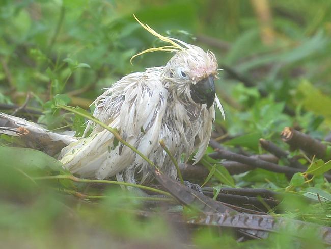 Now on it’s way to recovery after being rescued by Townsville Bulletin photographer Dubbed ‘Debbie’, this cockatoo was found battered and broken, stripped of feathers stands amongst the snapped branches in Airlie during Cyclone Debbie. Picture: Alix Sweeney