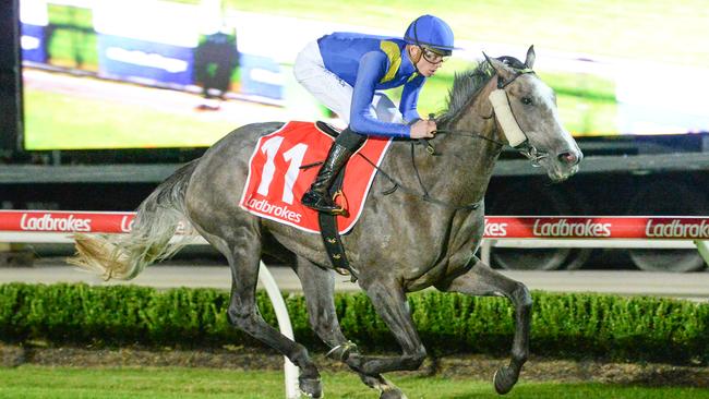 Stormy Grey won at Cranbourne in May. Picture: Ross Holburt–Racing Photos