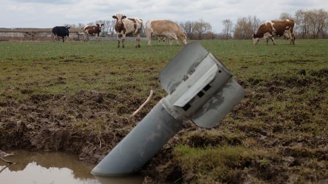 A rocket sits in a field near grazing cows in Lukashivka village, Ukraine. Picture: Getty Images