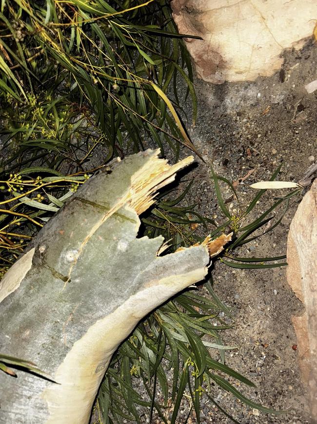 A close-up of the branch that fell. Picture: Facebook.