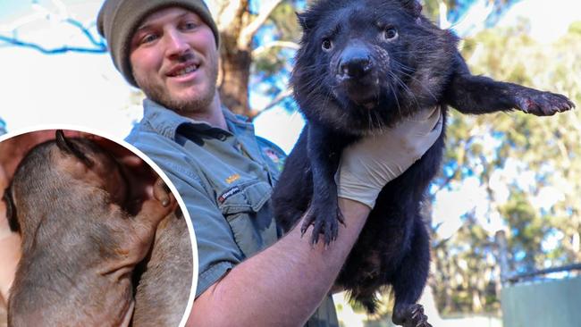 Aussie Ark Wildlife Ranger Adam Mowbray with one of the proud devil mums.