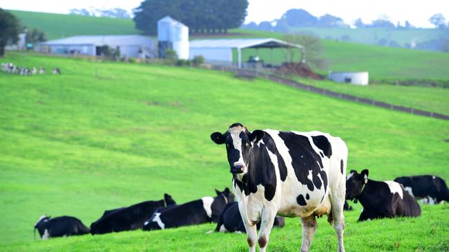 South Gippsland Council’s draft by-laws demand farmers must ensure their land is “not unsightly or detrimental to the amenity of the surrounding area” by keeping the grass height below 30cm.