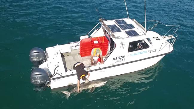 A Great White is captured during research. Picture: NSW Department of Primary Industries