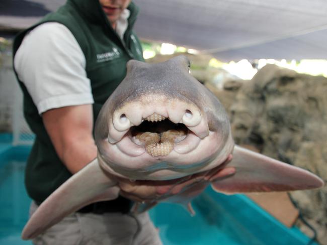 An adult Port Jackson photographed at Taronga Zoo. Picture: Lisa Ridley