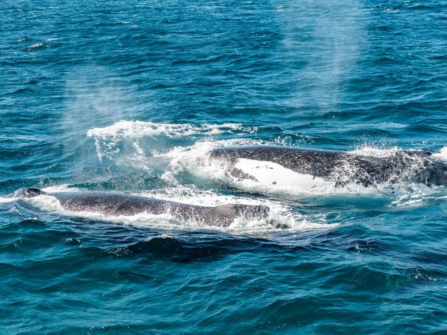 Humpbacks in Moreton Bay. Picture: Peter Turnbull