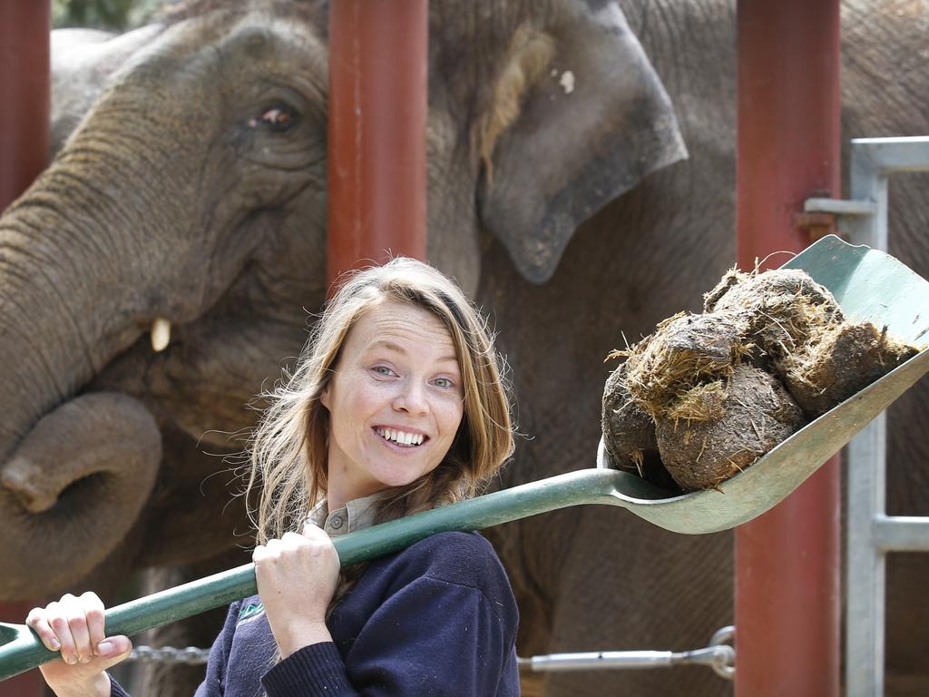 Kids News. Melbourne Zoo's recycling program. Zoo keeper Tamsin Green feeding the elephants and collecting their massive droppings, which will be added to the HotRot composter onsite at the zoo.         Picture: David Caird