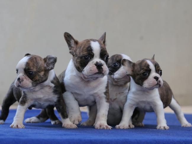 These French Bulldog puppies were among 78 dogs and puppies seized by the RSPCA in a raid of alleged puppy farms in the Lockyer Valley earlier this week. Picture: Mark Cranitch.