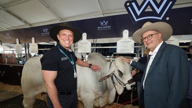 Premier Steven Miles and Prime Minister Anthony Albanese at Beef Australia..Picture: Annette Dew