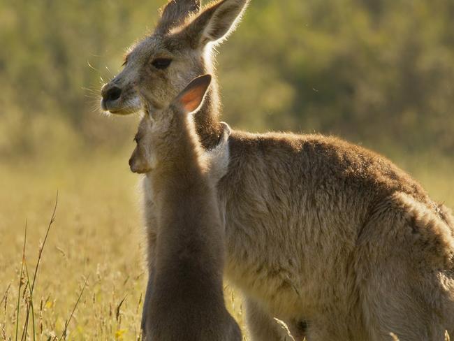 A kangaroo joey hugs his mother in Seven Worlds, One Planet: Episode 4, Australia. Picture: Supplied