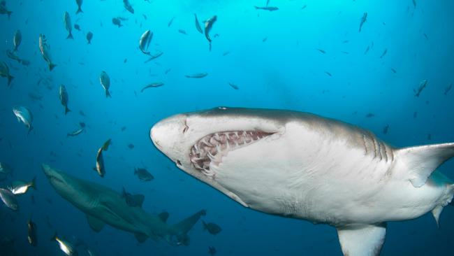 Bite Club’s pain eased by government visit and shark management ...