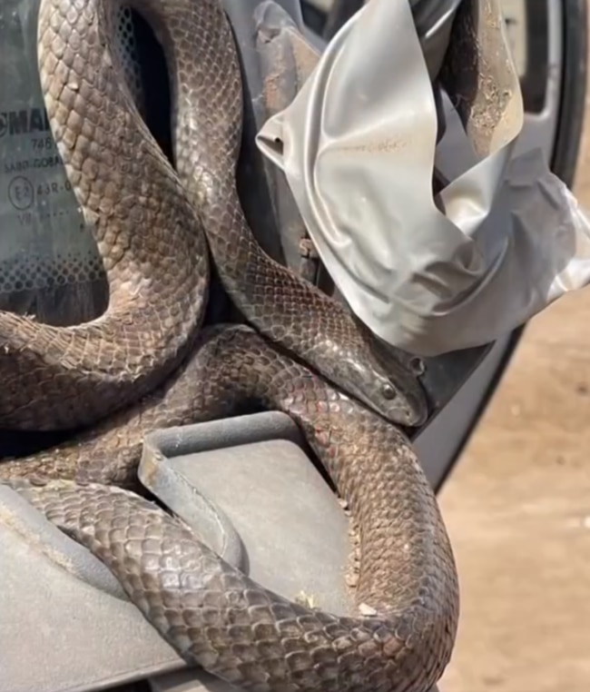 A Tumby Bay farmer has fought off a deadly snake while trapped in his tractor. Picture: 7 News.