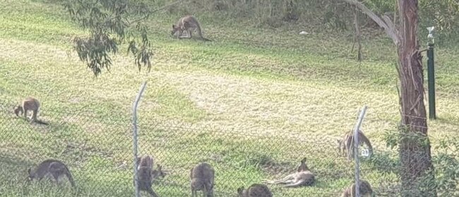 The kangaroos are due to be culled because of the housing redevelopment on the former Lilydale quarry site.