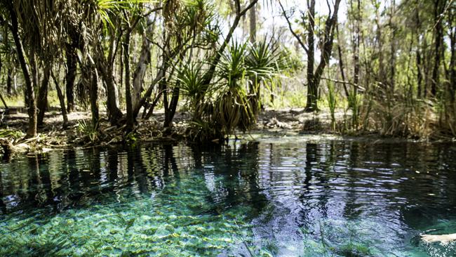 Bitter Springs is a popular thermal pool for swimmers, located in Elsey National Park.