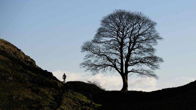 The tree was ‘deliberately felled’, officials believe. Picture: Oli Scarff/AFP