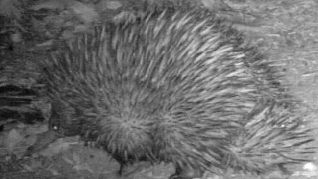 Spike in interest as echidna seen at last | NT News