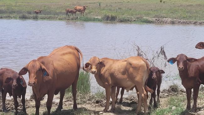 Suzanne McCowen has found five cattle on her property after they were swept away in the flood.