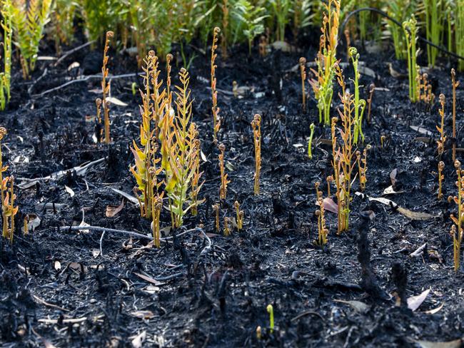 After fires ravished Fraser Island last year the environment has started recovering with new ground cover and plant life. Picture: Peter Meyer