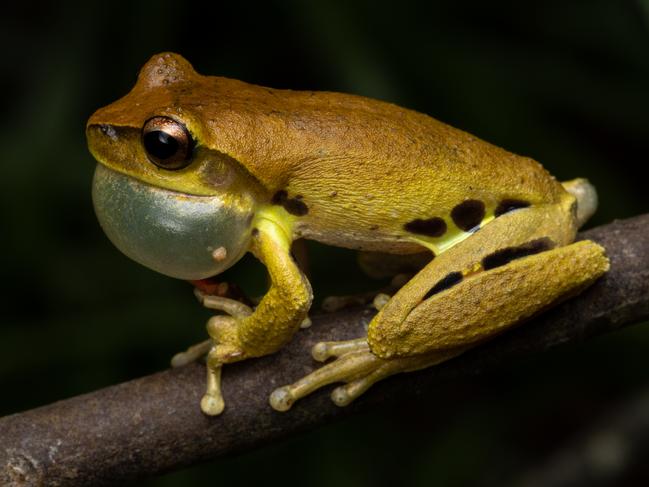 New species discovered, already ‘critically endangered’