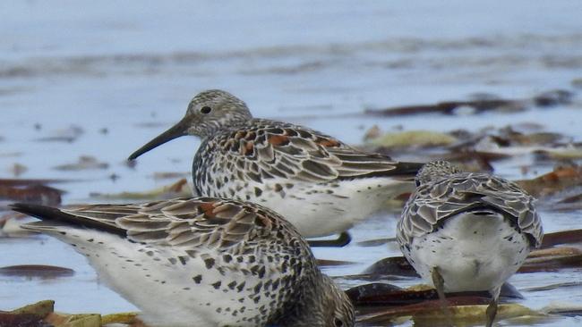 Curlew sandpipers are one of the globally endangered shorebirds that have been reported on the island. Picture Mary-Ann Van Trigt