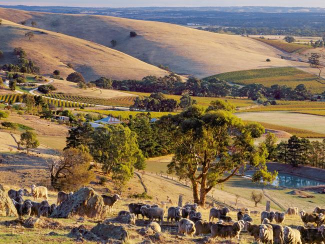 ESCAPE: A55G3M Sheep on Menglers Hill above the Barossa Valley with autumnal vineyards below Tanunda South Australia Barossa Valley. Picture: Alamy