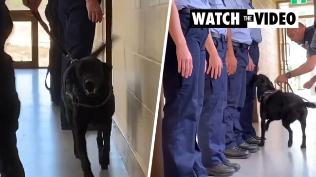 Carrie the police sniffer dog at Townsville Correctional Centre