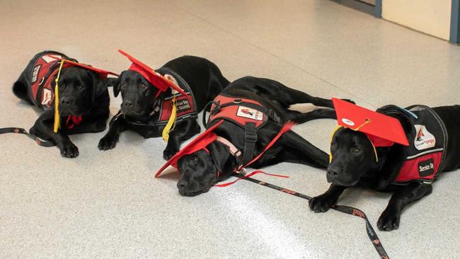 CONGRATULATIONS: The second group of assistance dogs in Borallon Training and Correctional Centre's recently introduced Smart Pups program will lend their new skills to help children with disability. Picture: Bernice Simpson