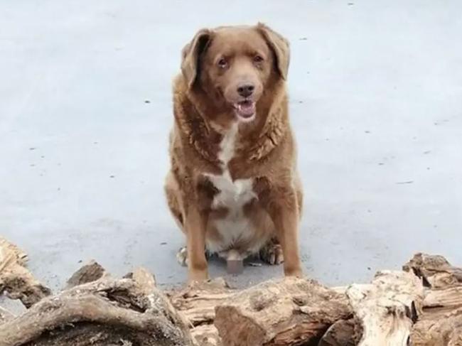 Bobi, born May 11, 1992, is not just the oldest dog living -- he's also the oldest dog ever. Guinness World Records