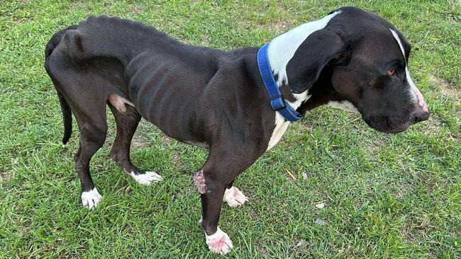 Struggling to move due to bowed legs and wobbly legs, the great dane has difficulty walking due to malnutrition and no muscle mass. Picture: Tamsin McLeish.