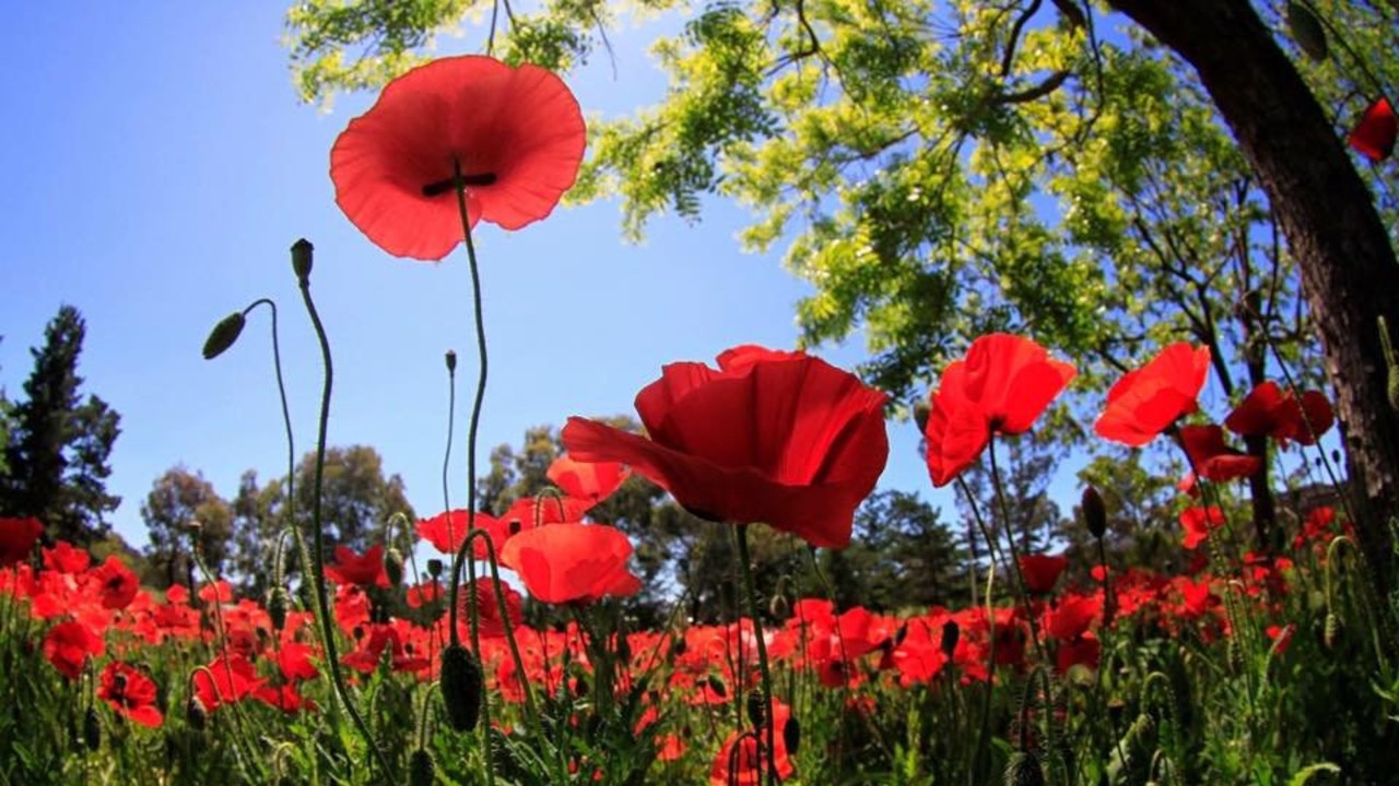 The effects of Tall Poppy Syndrome on Australian culture have been widely discussed.