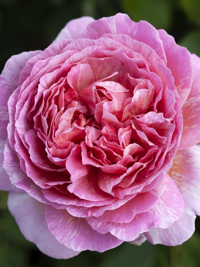 ‘Painted Princess’