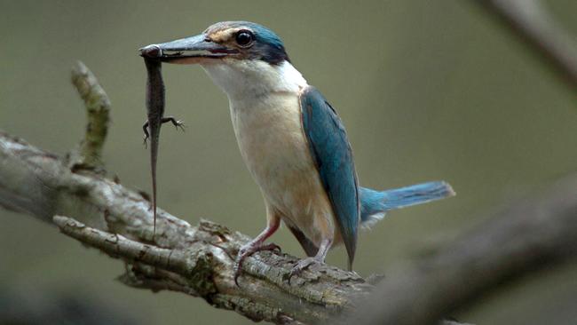 The Sacred Kingfisher is a vulnerable species in Wombat Forest.