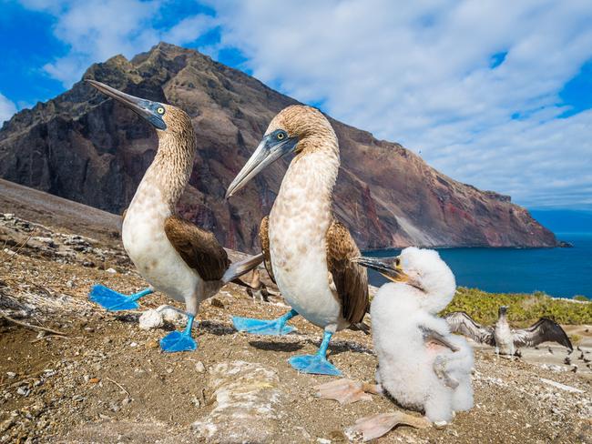 Blue-footed boobies look after their chick in the Galapagos Islands off the coast of Ecuador. Although based on these islands, photographer Tui De Roy aims to capture “wildlife and wilderness from our planet’s most pristine, uninhabited regions.” Picture: Tui De Roy/Vital Impacts