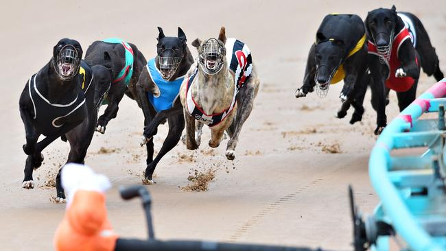 Greyhound racing is set to be shut down in NSW after a damning report into the industry. Picture: Vince Caligiuri/Getty Images