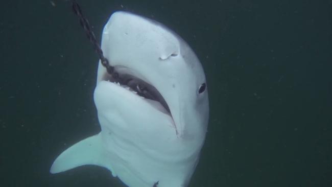 An image from Sea Shepherd's documentary, called Apex Harmony ‘The Shark Cull’