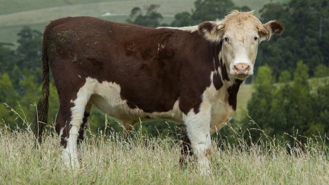 The livestock sector, mainly due to the digestive functions of cattle and sheep, is responsible for about 48 per cent of the country’s methane emissions, which make up about 25 per cent of Australia’s total greenhouse gas emissions. Picture: Zoe Phillips