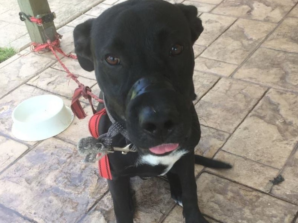 This dog was found by RSPCA inspectors with it’s mouth taped shut and kept on a short tether. Source: RSPCA Queensland