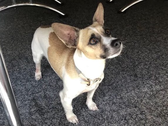 Charlie the jack russel escape the fire uninjured alongside his owners. Picture: QPS