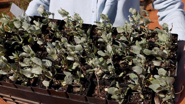 A tray of saltbush seedlings. Picture: Toby Zerna