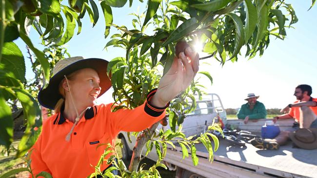 Stonefruit grower Angus Ferrier, with backpacker workers Eleanor Smith, 24, from the UK and her partner Kilian Hoeckman, 26, from Belgium on his property west of Stanthorpe, southern QLD. Picture: Lyndon Mechielsen