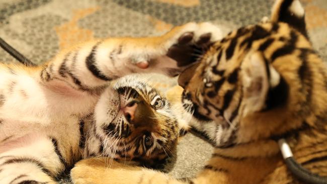 Dreamworld are also known for their tigers. Photographer: Liam Kidston.