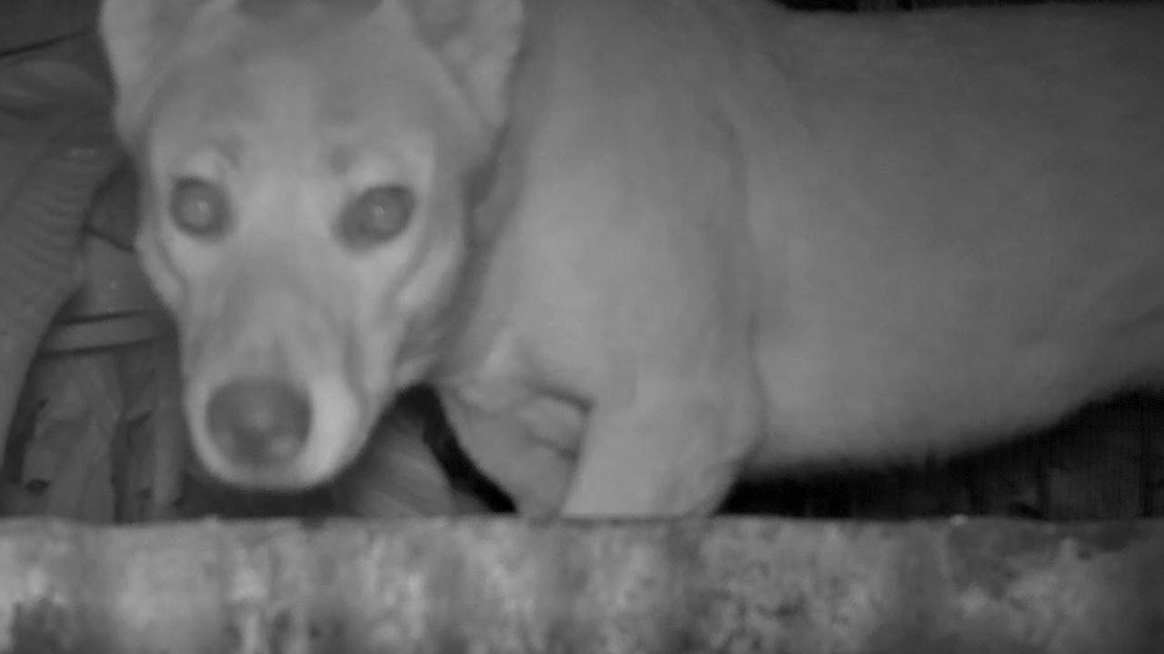 Video stills from recorded footage of wild dogs on a property close to the town of Eumundi.