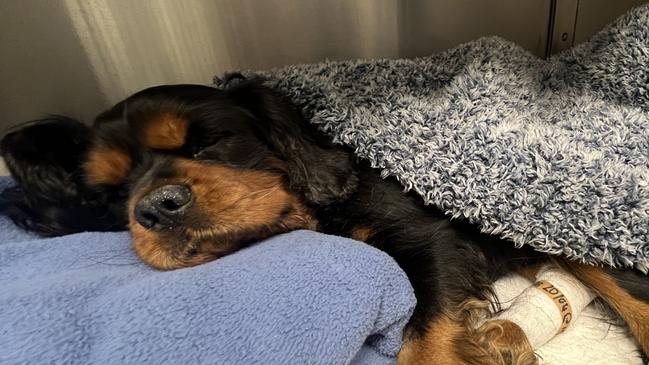 Six-year-old Cavalier King Charles Spaniel Porthos has been left with permanent nerve damage and psychological trauma after two dogs broke into his owner's Howrah backyard and attacked him. Picture: supplied.