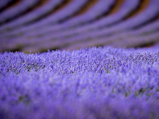 Bridestowe Lavender Farm Tasmania. Pix supplied by Tourism Tasmania for TasWeekend use.