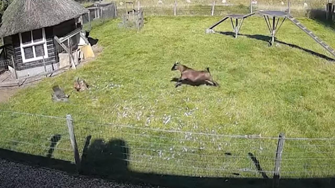 But the rooster was no match for the hawk, forcing the goat to step in. Picture: Kennedy News