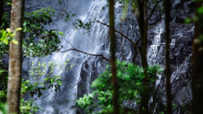 Scenic Day Tours conducts tours to Springbrook National Park.