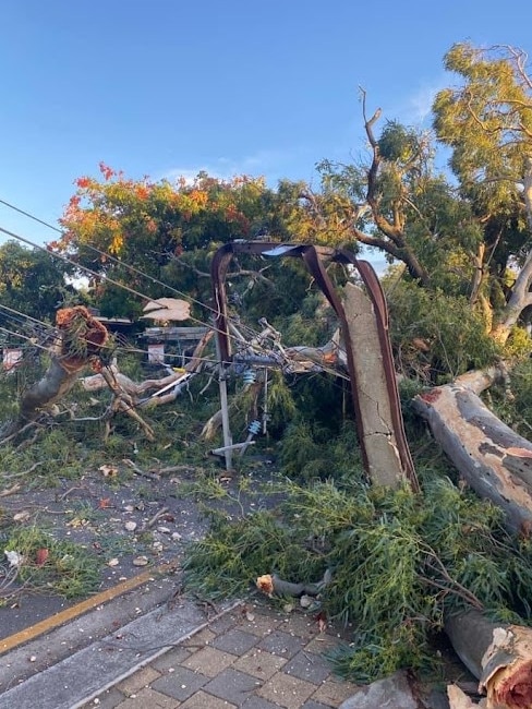 A fallen tree damaging a Stobie pole and powerlines at Modbury. Picture: Milly Wise