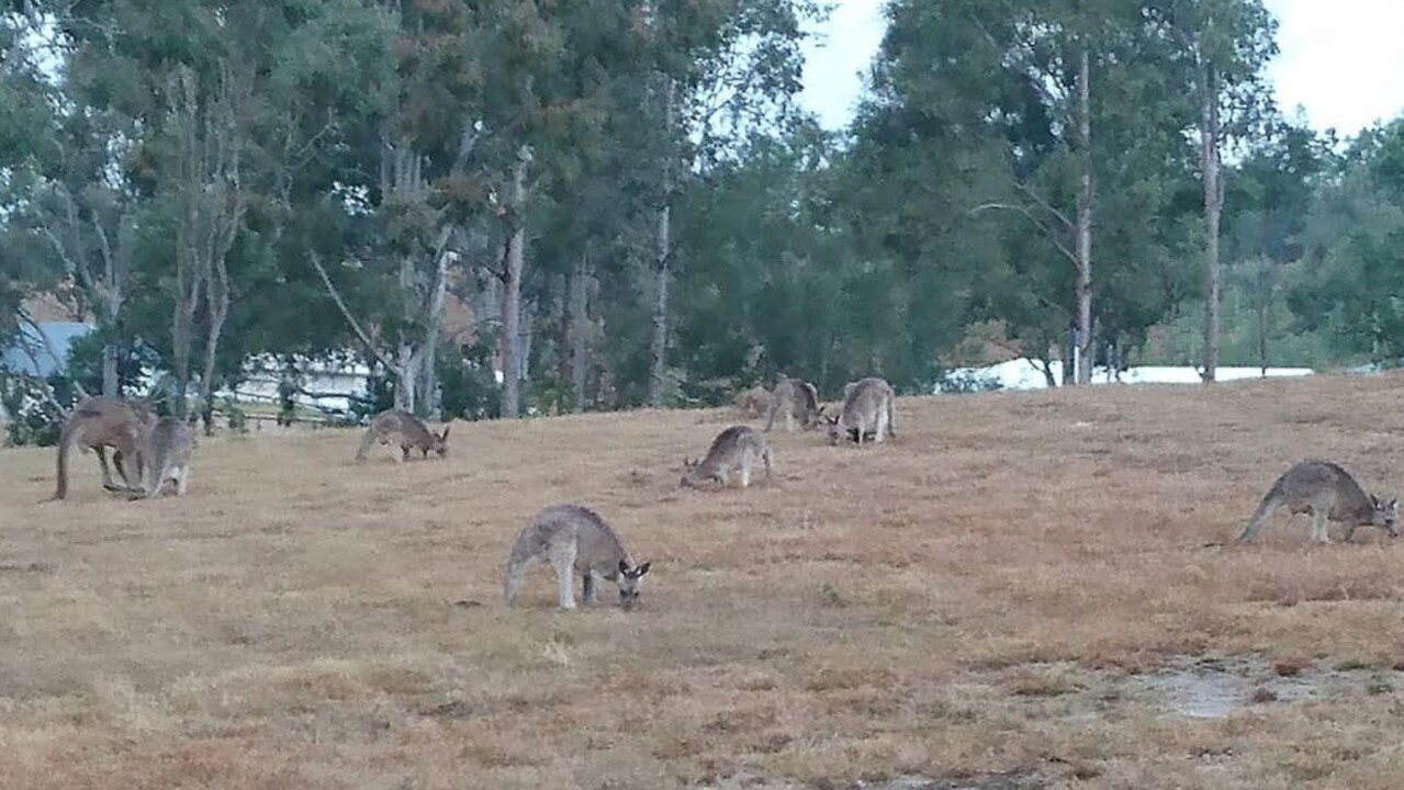 Koala roadkill at Jimboomba Woods, volunteer wildlife carers funds ...